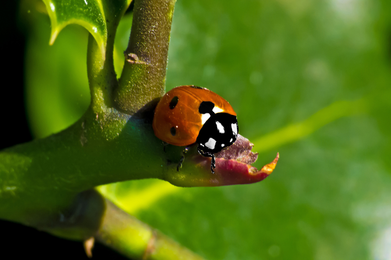 Siebenpunkt-marienkäfer (Coccinella septempunctata)