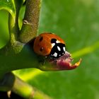 Siebenpunkt-marienkäfer (Coccinella septempunctata)