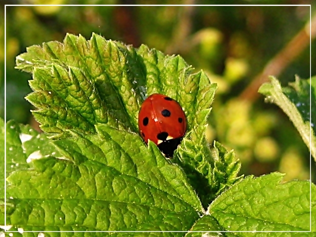 Siebenpunkt-Marienkäfer (Coccinella septempunctata)