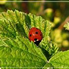 Siebenpunkt-Marienkäfer (Coccinella septempunctata)