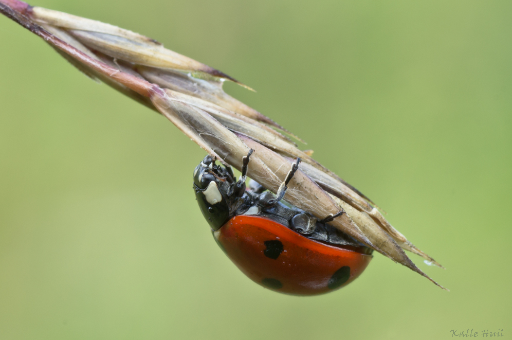 ...Siebenpunkt-Marienkäfer... (Coccinella septempunctata)