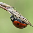 ...Siebenpunkt-Marienkäfer... (Coccinella septempunctata)