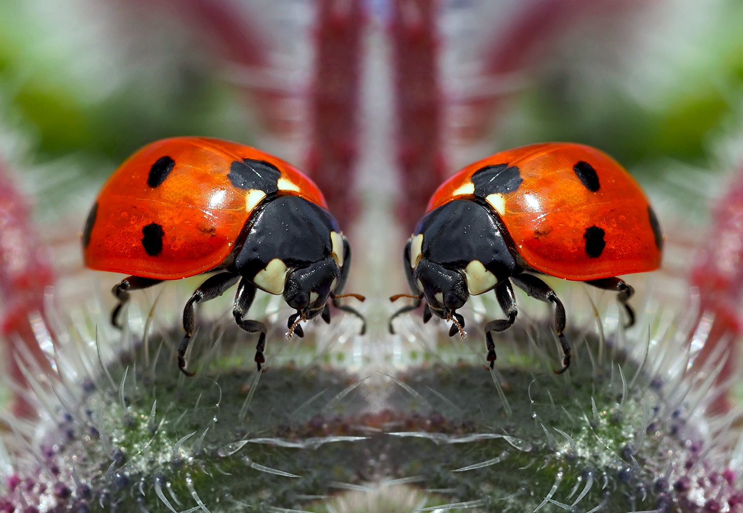 Siebenpunkt-Marienkäfer (Coccinella septempunctata) - Coccinelle à sept points.