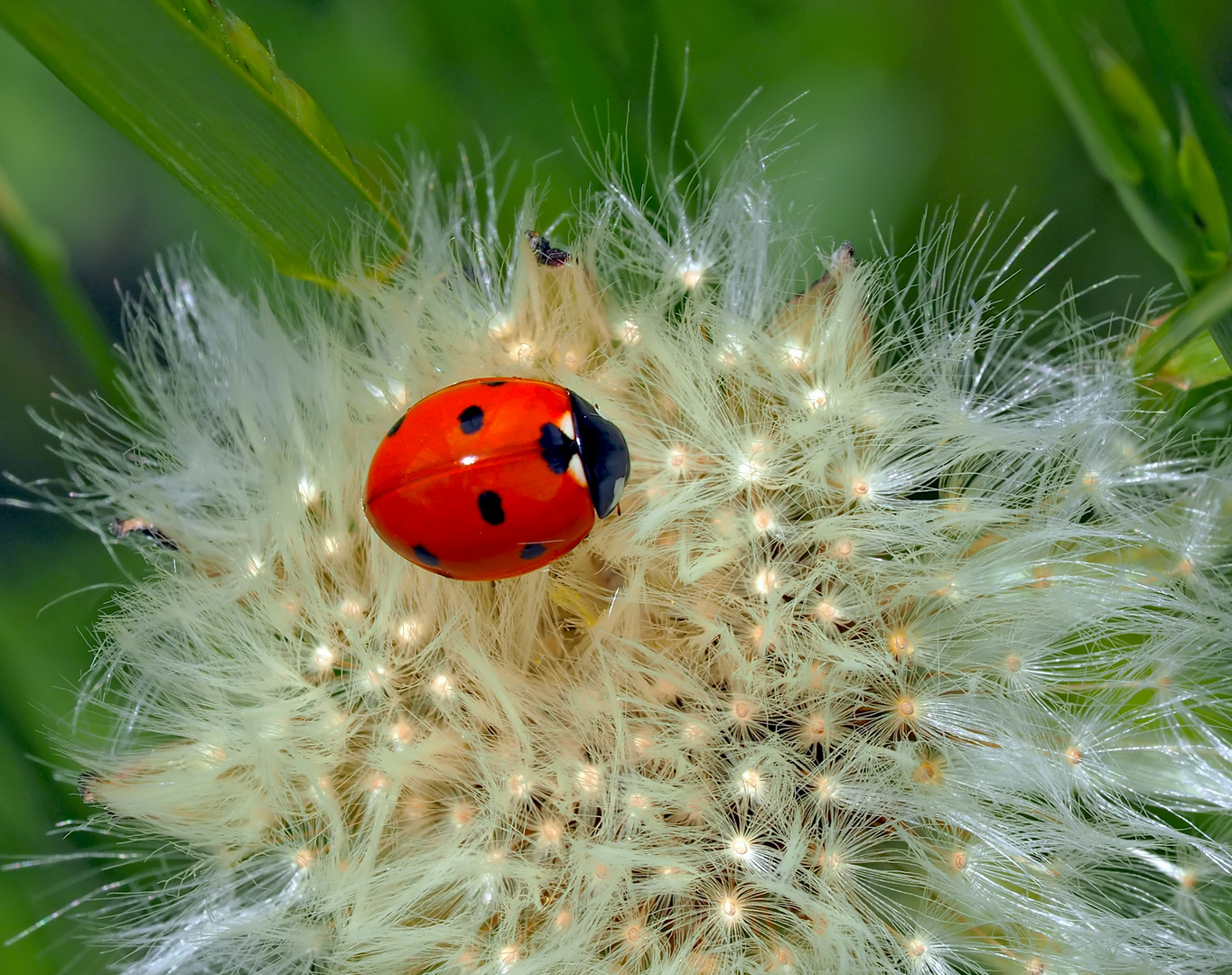 Siebenpunkt-Marienkäfer (Coccinella septempunctata) - Coccinelle à sept points.