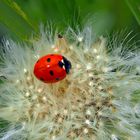 Siebenpunkt-Marienkäfer (Coccinella septempunctata) - Coccinelle à sept points.