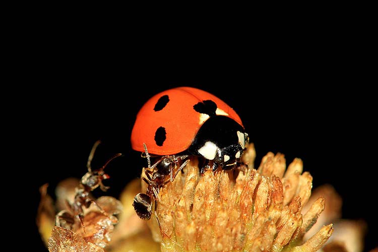 Siebenpunkt-Marienkäfer [Coccinella septempunctata]