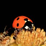 Siebenpunkt-Marienkäfer [Coccinella septempunctata]