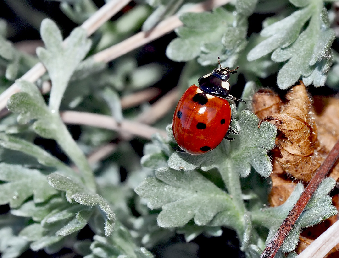 Siebenpunkt-Marienkäfer (Coccinella septempunctata)