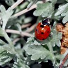 Siebenpunkt-Marienkäfer (Coccinella septempunctata)