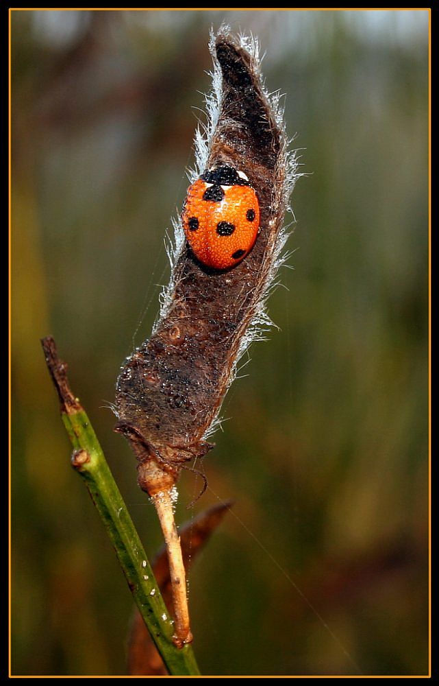 Siebenpunkt-Marienkäfer (coccinella Septempunctata) im Morgentau