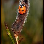 Siebenpunkt-Marienkäfer (coccinella Septempunctata) im Morgentau