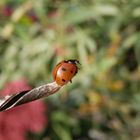 Siebenpunkt-Marienkäfer (Coccinella septempunctata) kurz vor dem Abflug