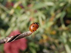 Siebenpunkt-Marienkäfer (Coccinella septempunctata) kurz vor dem Abflug