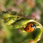 Siebenpunkt-Marienkäfer im Schlaraffenland - Eine gut gefüllte Speisekammer