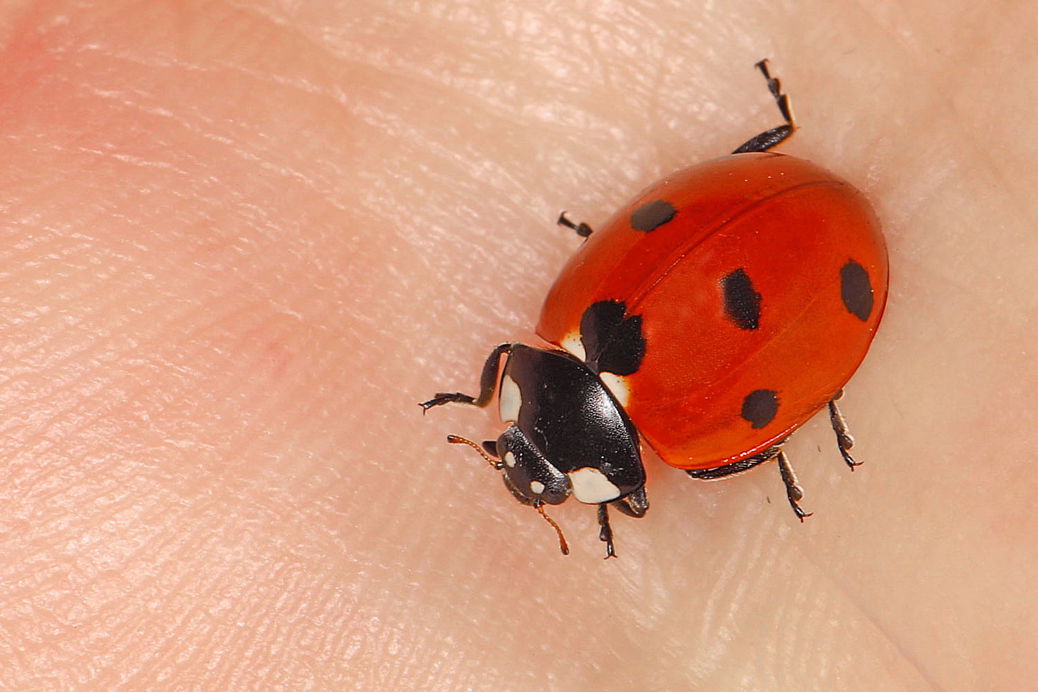 Siebenpunkt-Marienkäfer(Coccinella septempunctata)