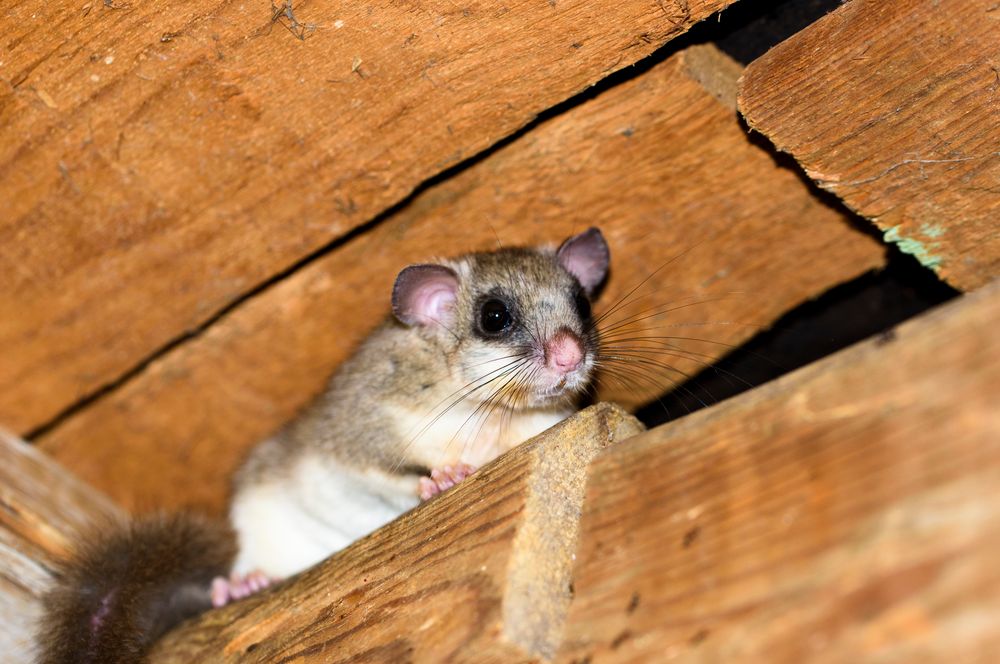 Siebenschläfer Foto & Bild natur, nagetier, tiere Bilder auf