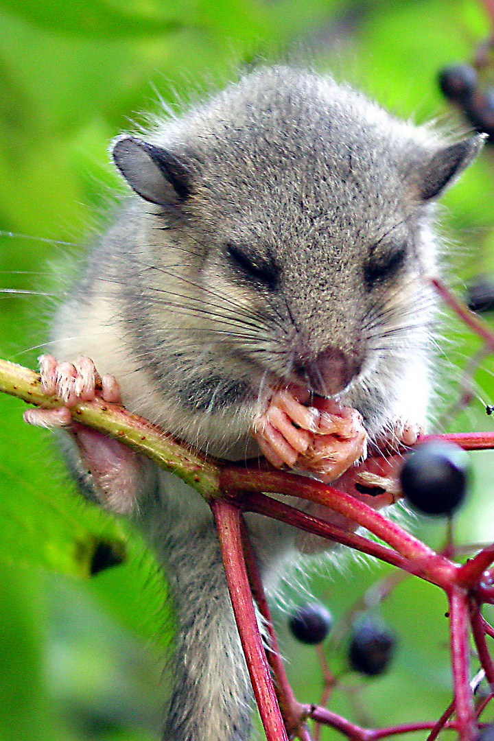 Siebenschläfer Foto & Bild natur, tiere, wildlife Bilder auf