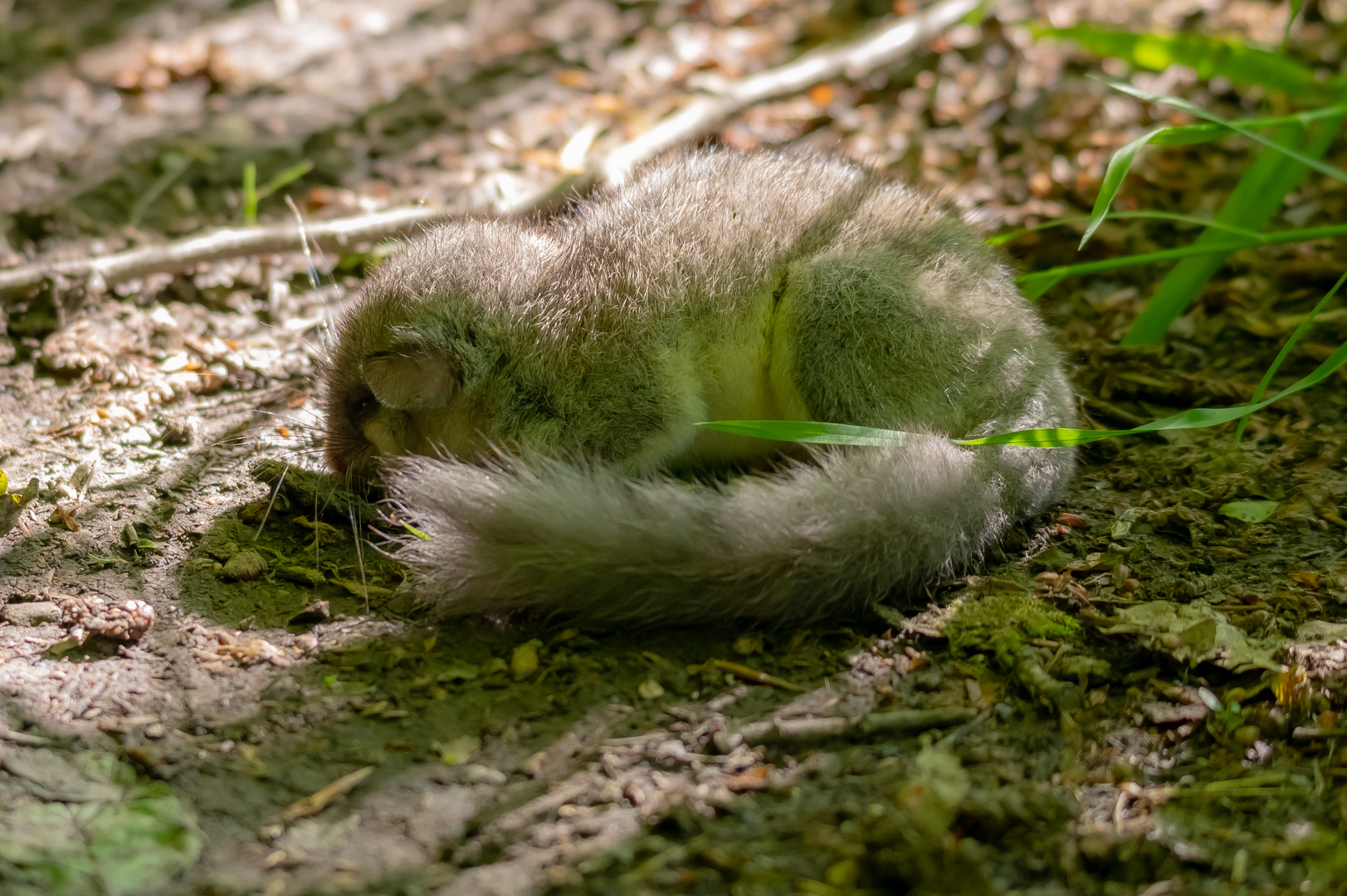 Siebenschläfer