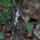 Siebenschläfer (Glis glis) 