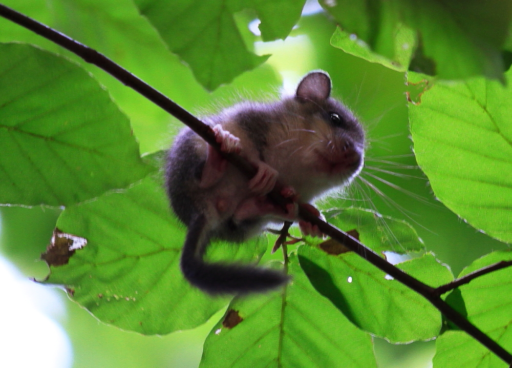 Siebenschläfer (Glis glis)