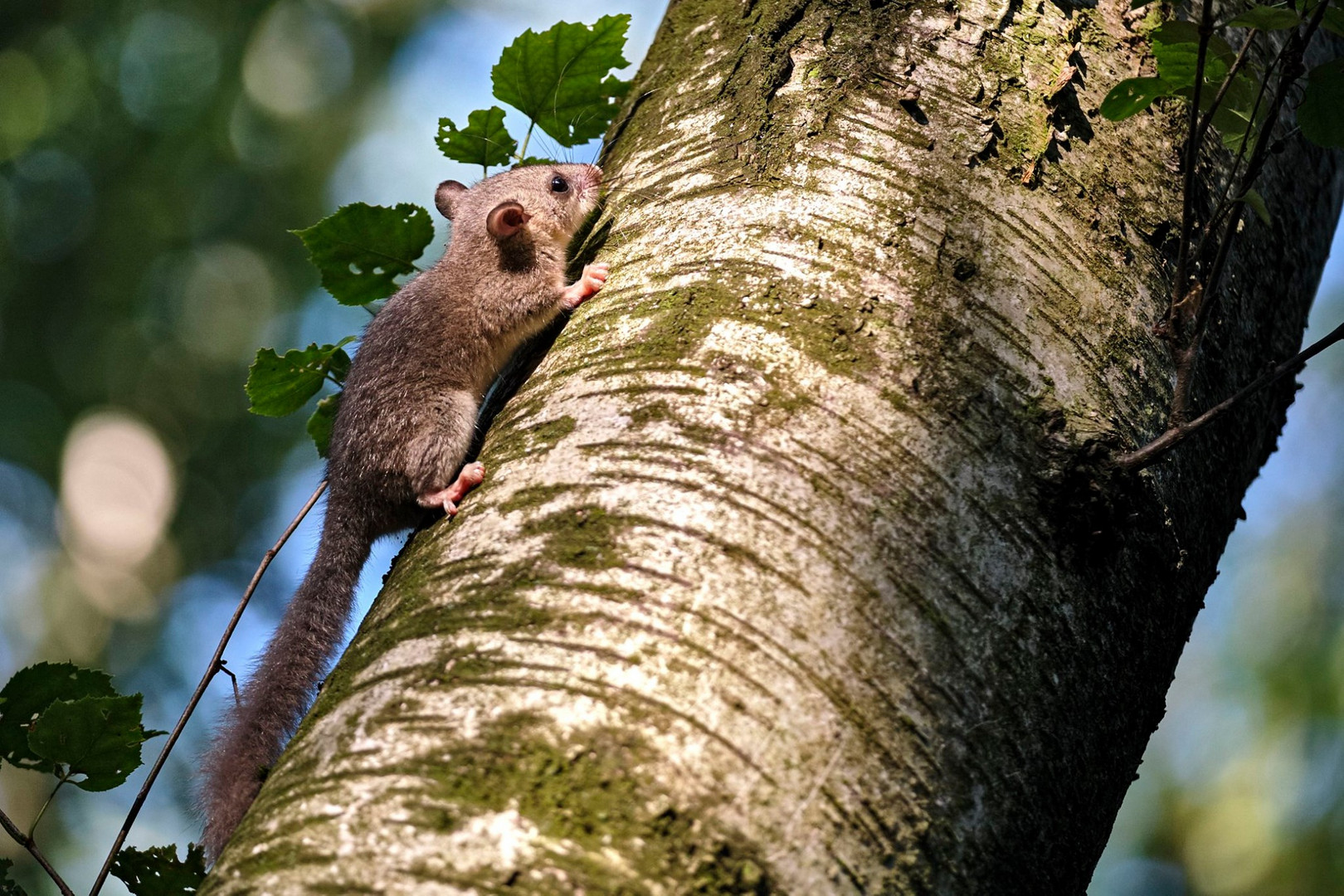 Siebenschläfer ( Glis glis ).