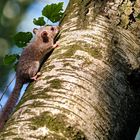 Siebenschläfer ( Glis glis ).