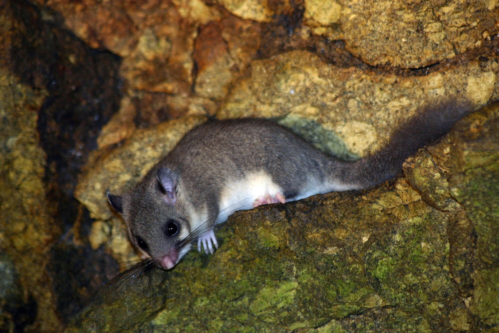 Siebenschläfer (Glis glis)