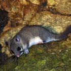 Siebenschläfer (Glis glis)