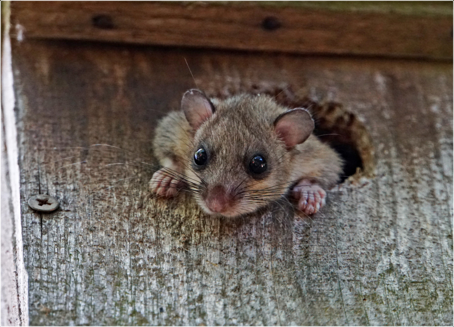 Siebenschläfer im Nistkasten Foto & Bild