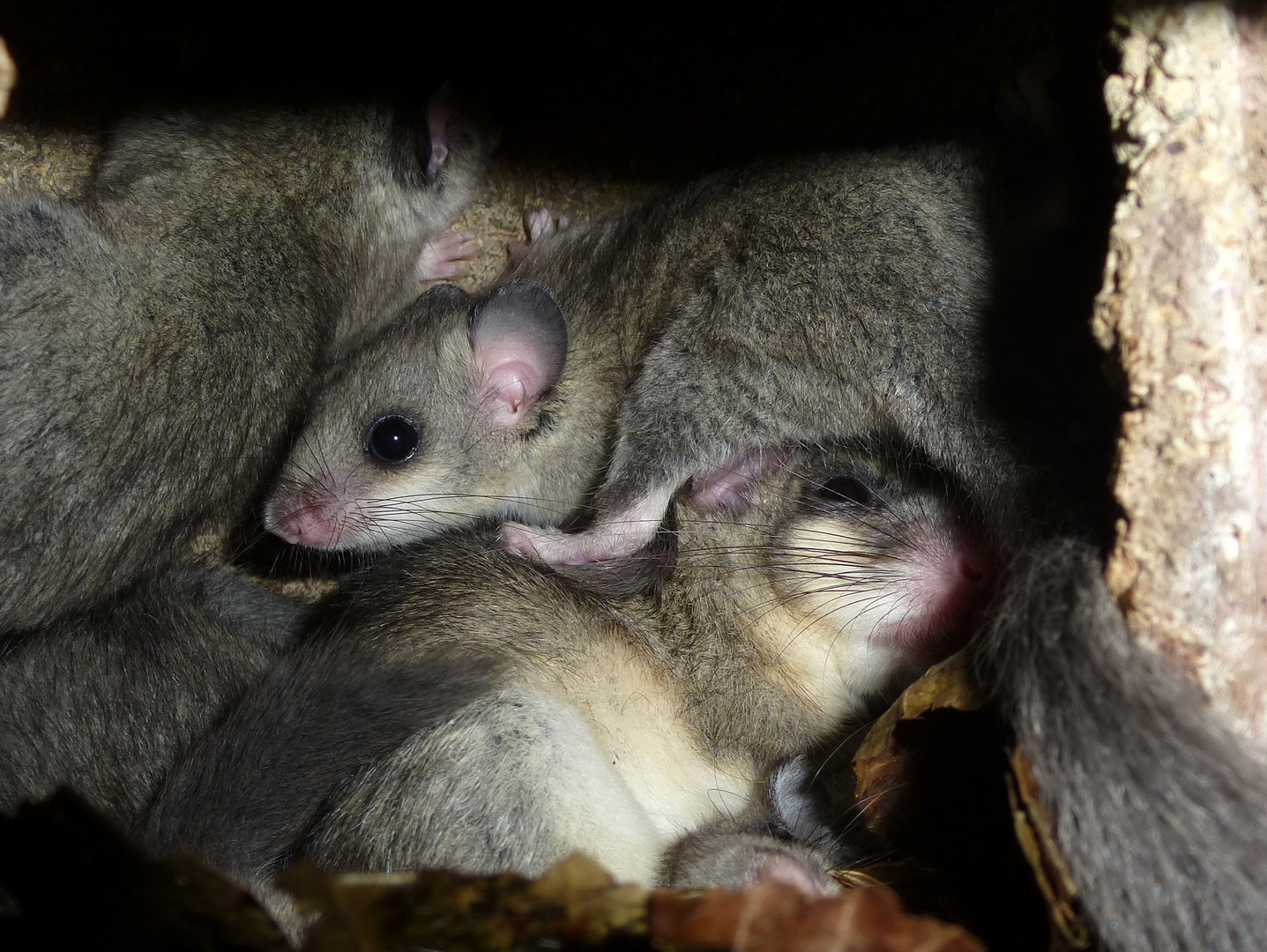 Siebenschlafer In Einem Vogelnistkasten Foto Bild Natur Tiere