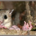 Siebenschläfer mit Baby