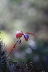 Siebenstern in Herbstverfärbung