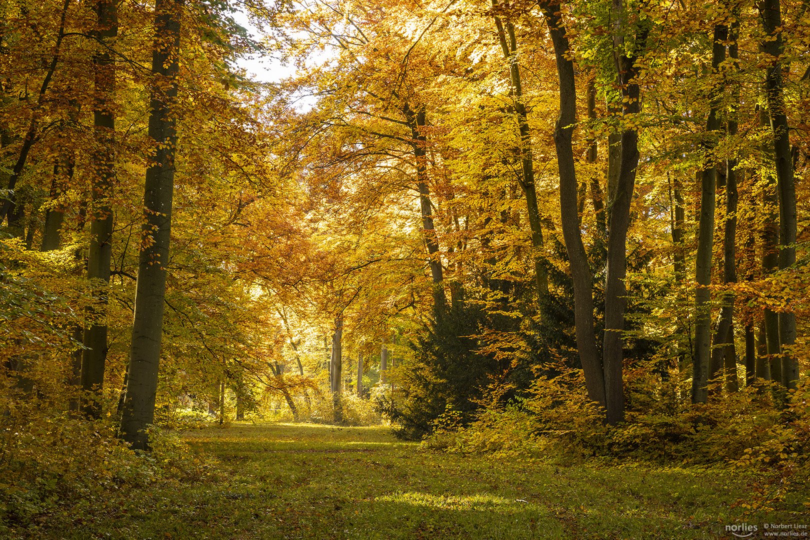 Siebentischwald im Herbst
