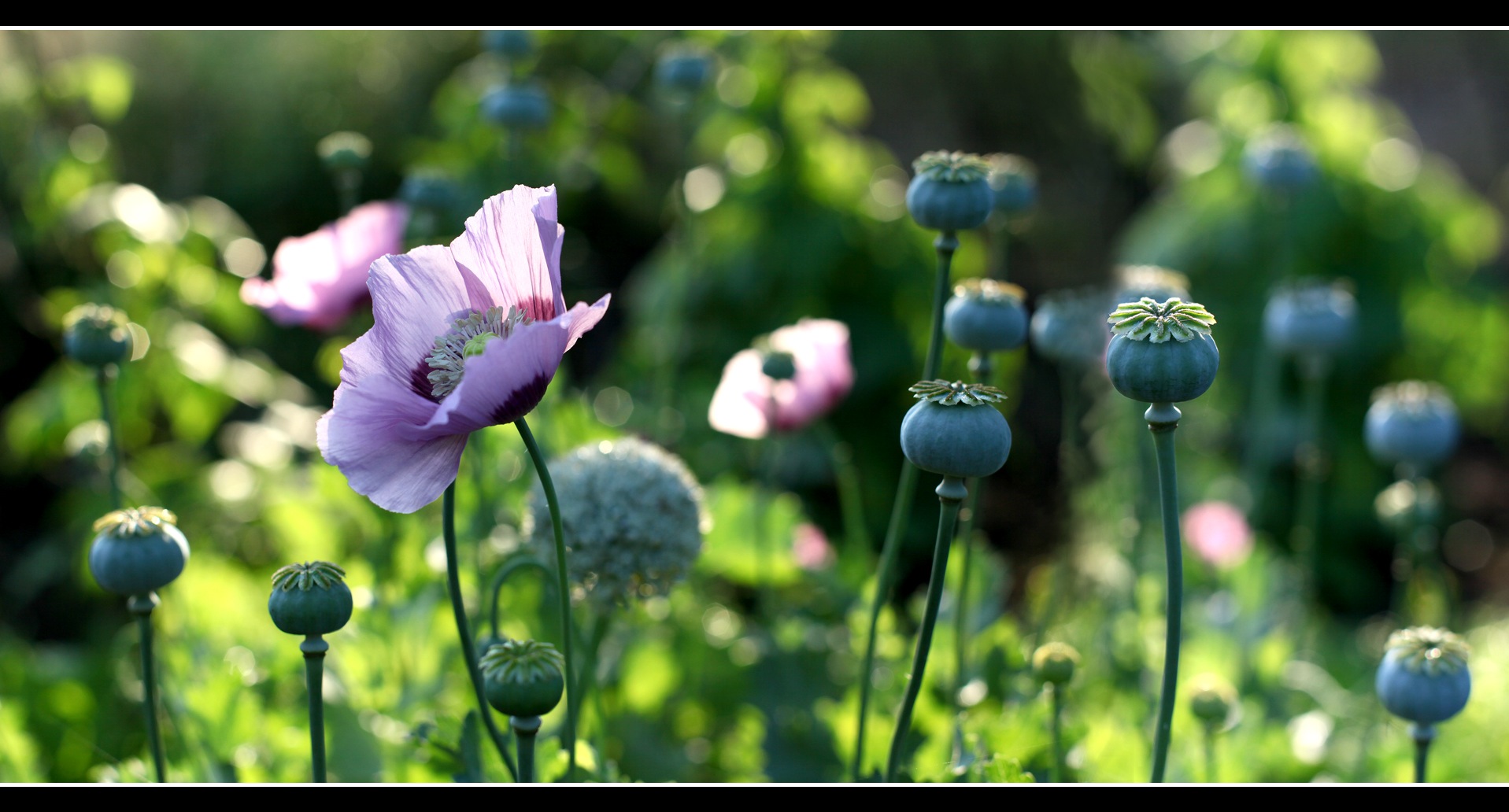 Siebenuhrsommergarten