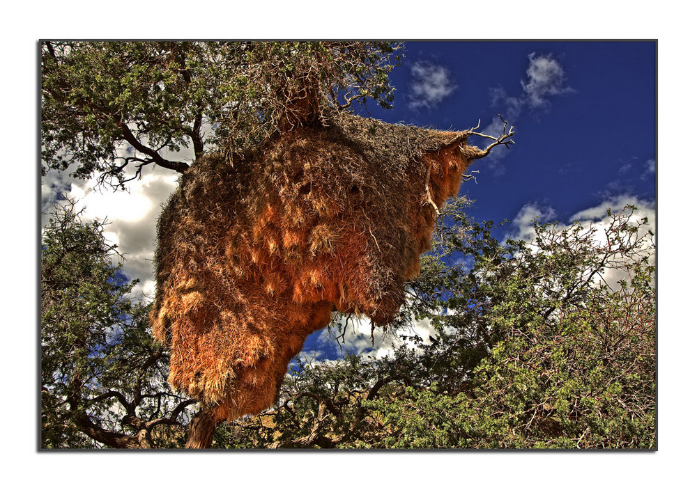 Siedel-Vogel-Webers-Nest