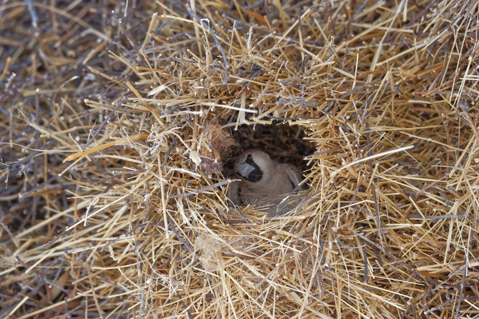 Siedelweber im Nest