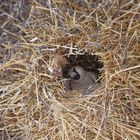 Siedelweber im Nest