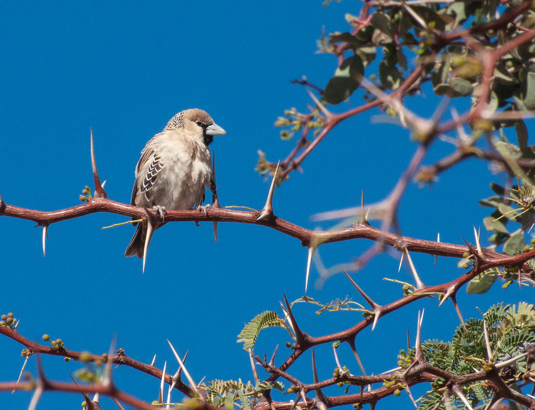 Siedelweber (Philetairus socius)