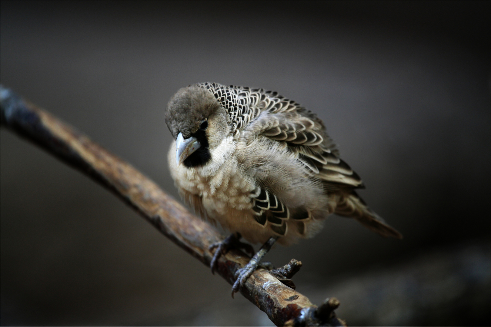 Siedelweber (Philetairus socius)