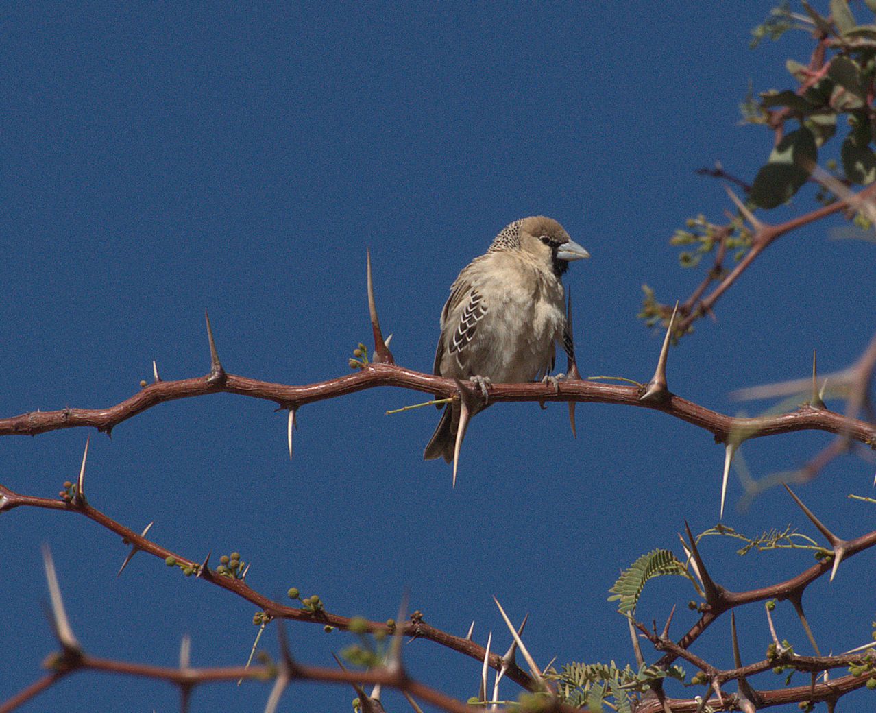 Siedelweber (Philetairus socius)