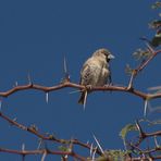 Siedelweber (Philetairus socius)