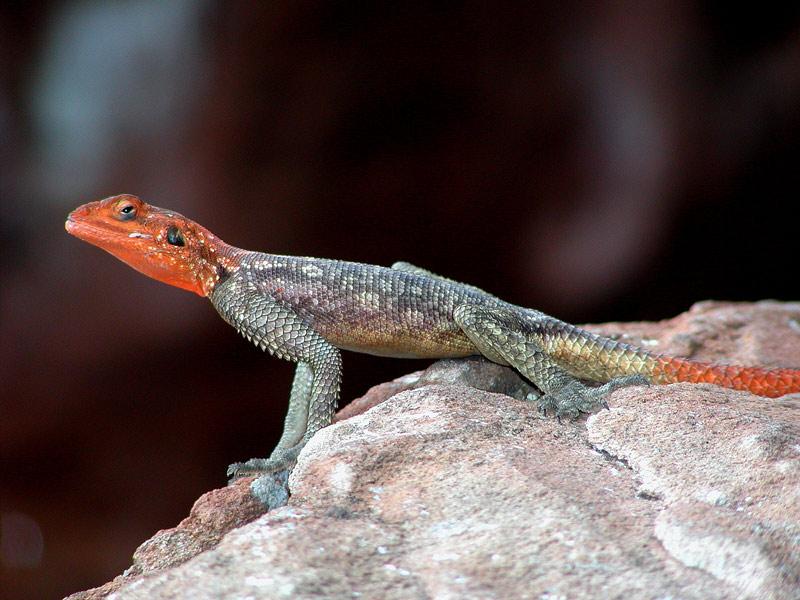 Siedleragame Foto & Bild nah & makro, techniken, aufnahmetechniken