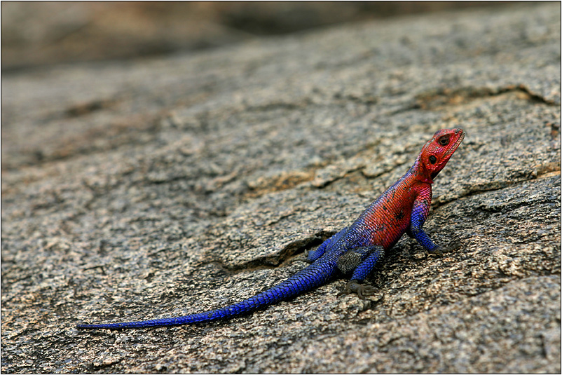 siedleragame (agama agama)