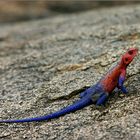 siedleragame (agama agama)