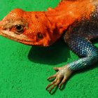 Siedleragame (Agama agama)