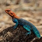 Siedleragame / Agama agama / Lizard