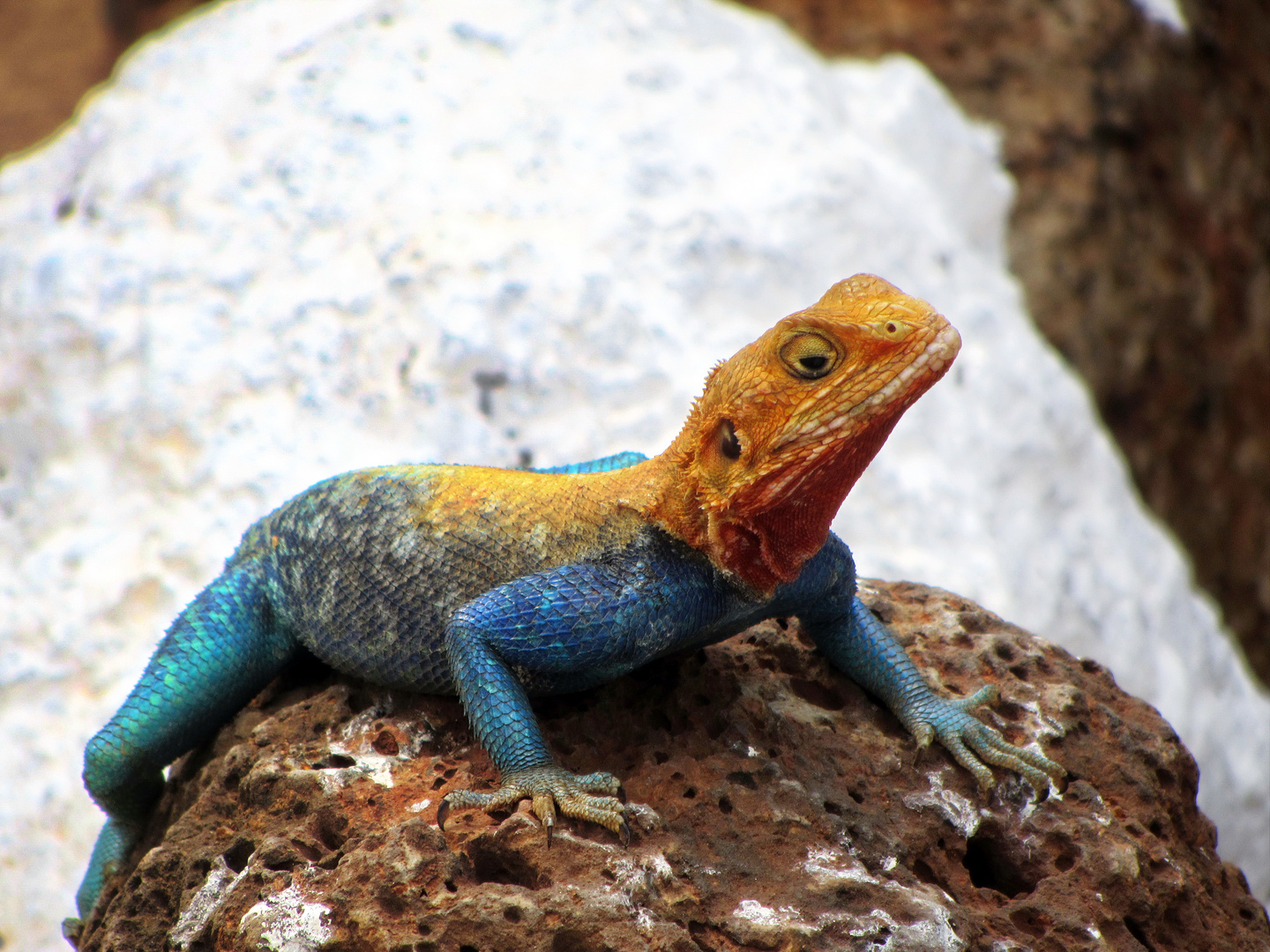Siedleragame Kenia Foto & Bild natur, tiere, wildlife Bilder auf