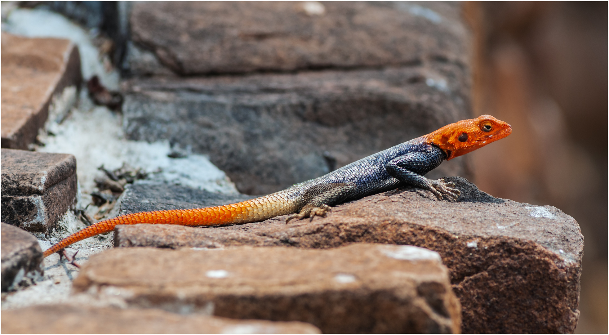 Siedleragame Namibia