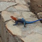 Siedleragame  -  Red-headed Rock Agama