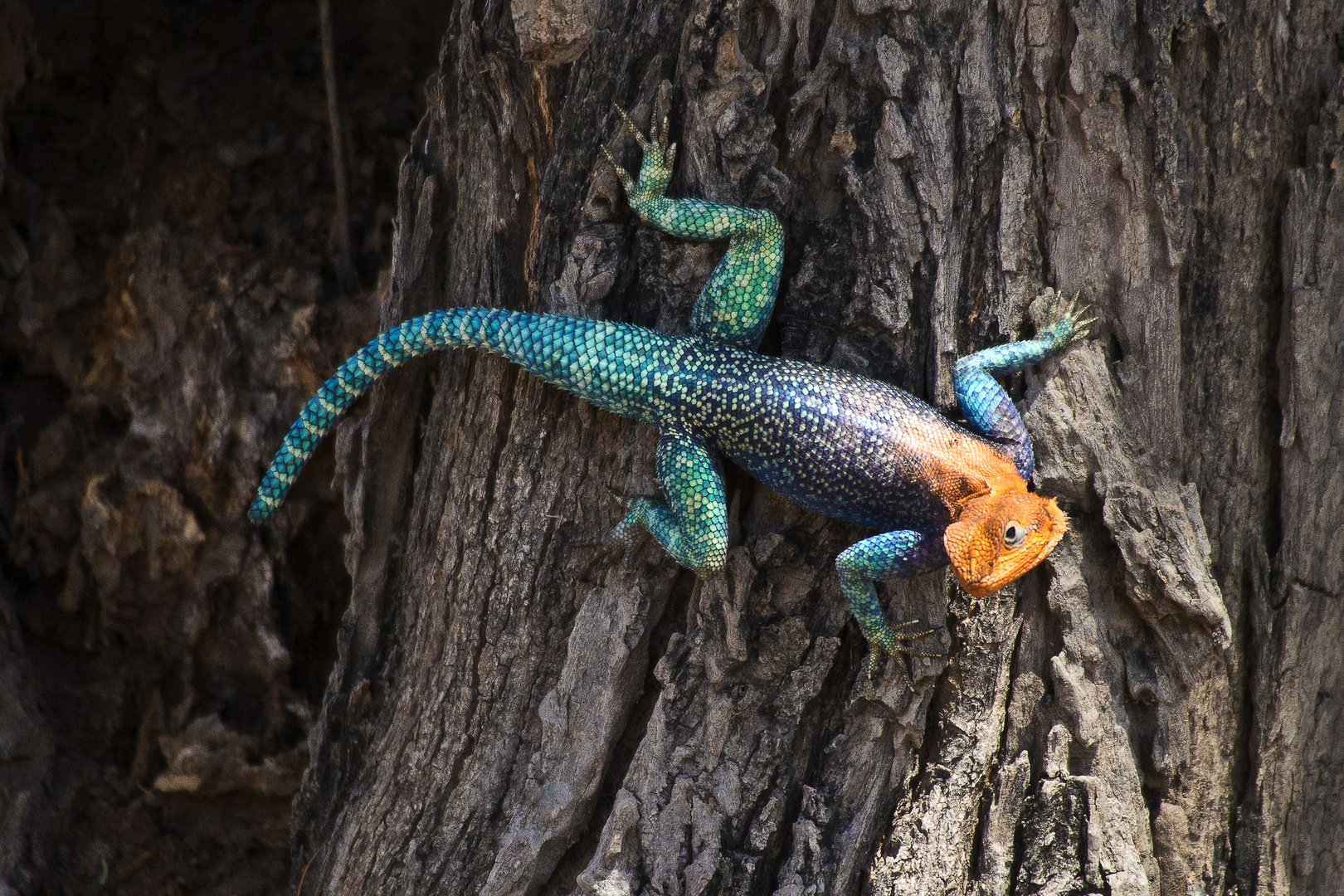 Siedleragame, Ruaha NP, Tansania